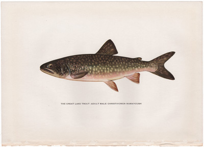 THE GREAT LAKE TROUT (ADULT MALE) CHRISTIVOMER-NAMAYCUSH    